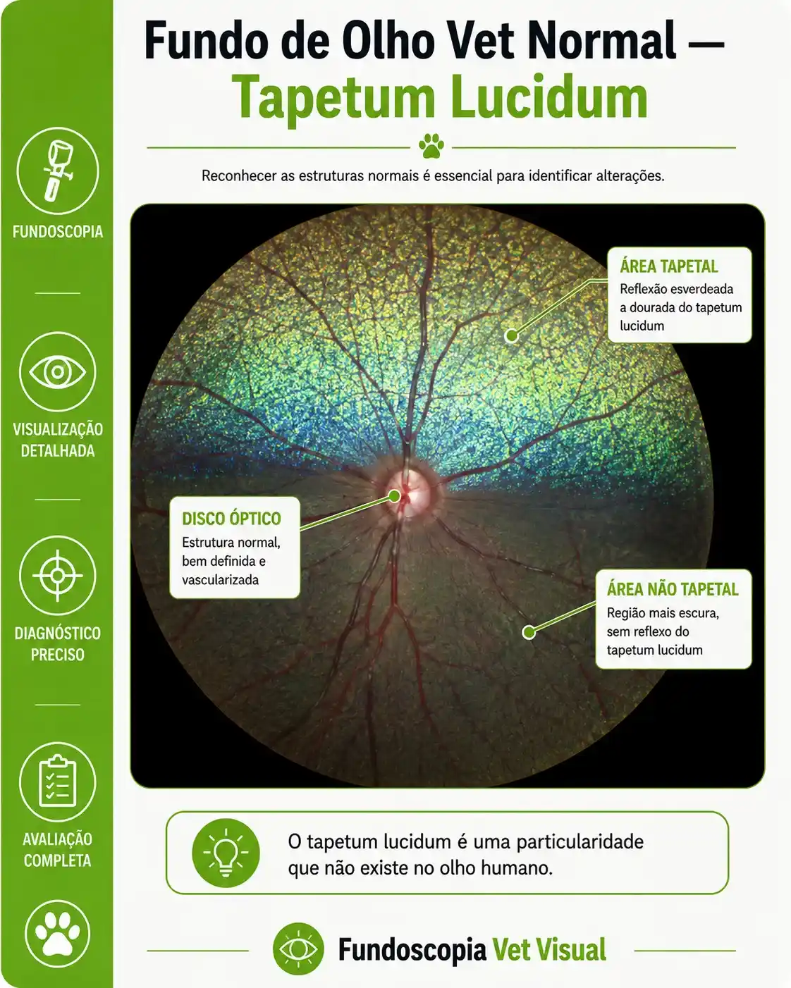 Tapetum lucidum
